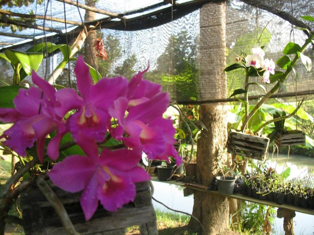Ban Rai Tin Thai Ngarm Eco Lodge Mae Rim Esterno foto